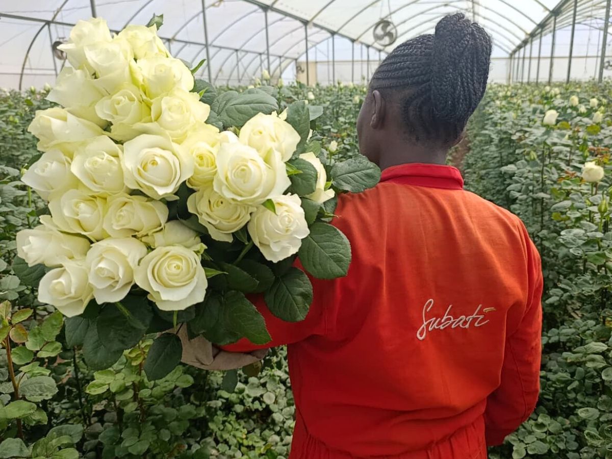 A bunch of Rose Anne Laurent during harvesting at Subati Flowers Rose Pomarosa