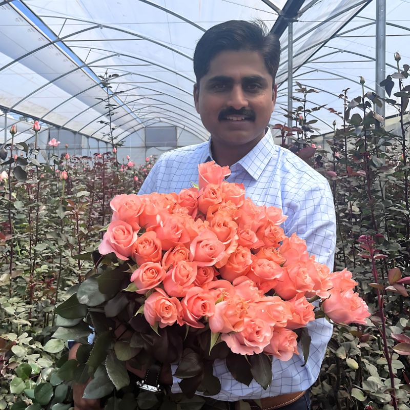 Rose Be Sweet a mutation of Rose Pomarosa feature Rose Pomarosa