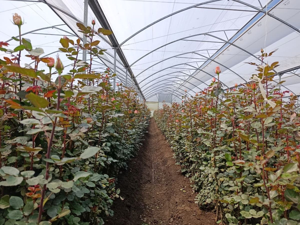 Rose growing without bending at Black Tulip Laurel Rose Pomarosa