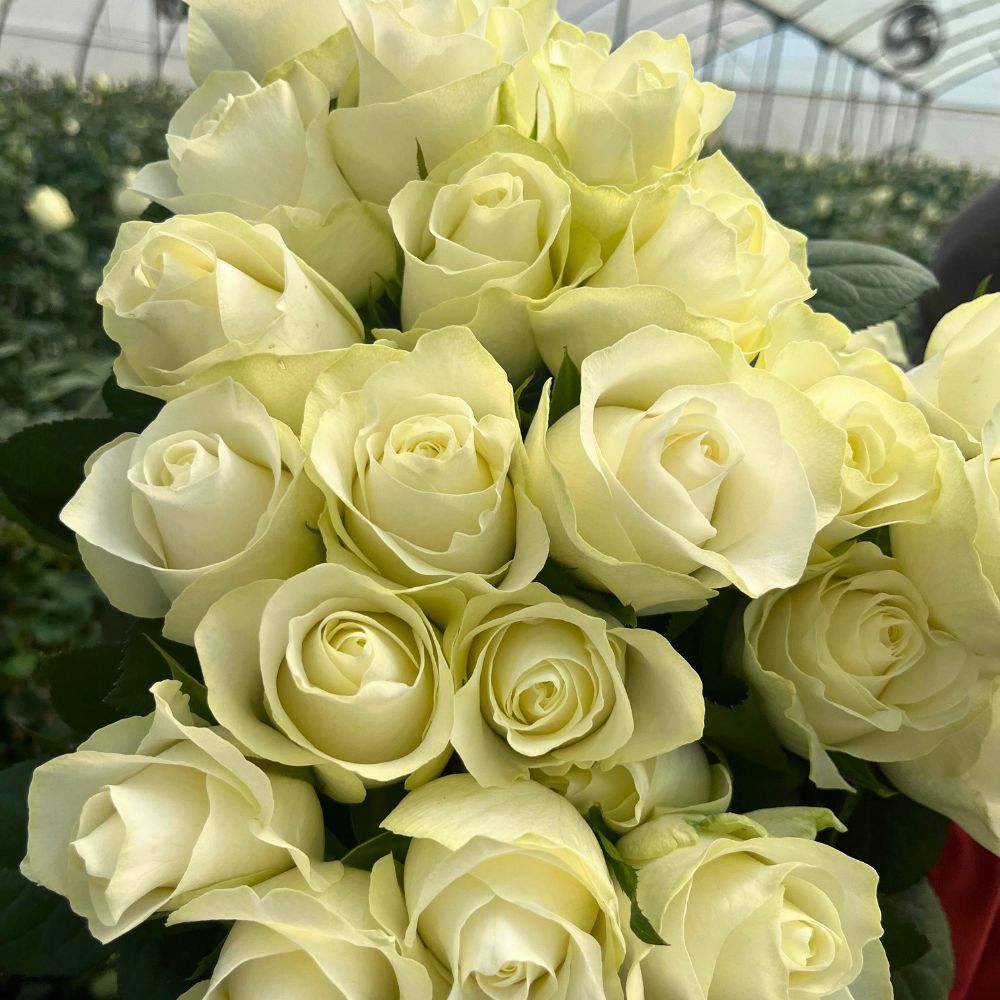 Rose Anne Laurent Rose Anne Laurent
