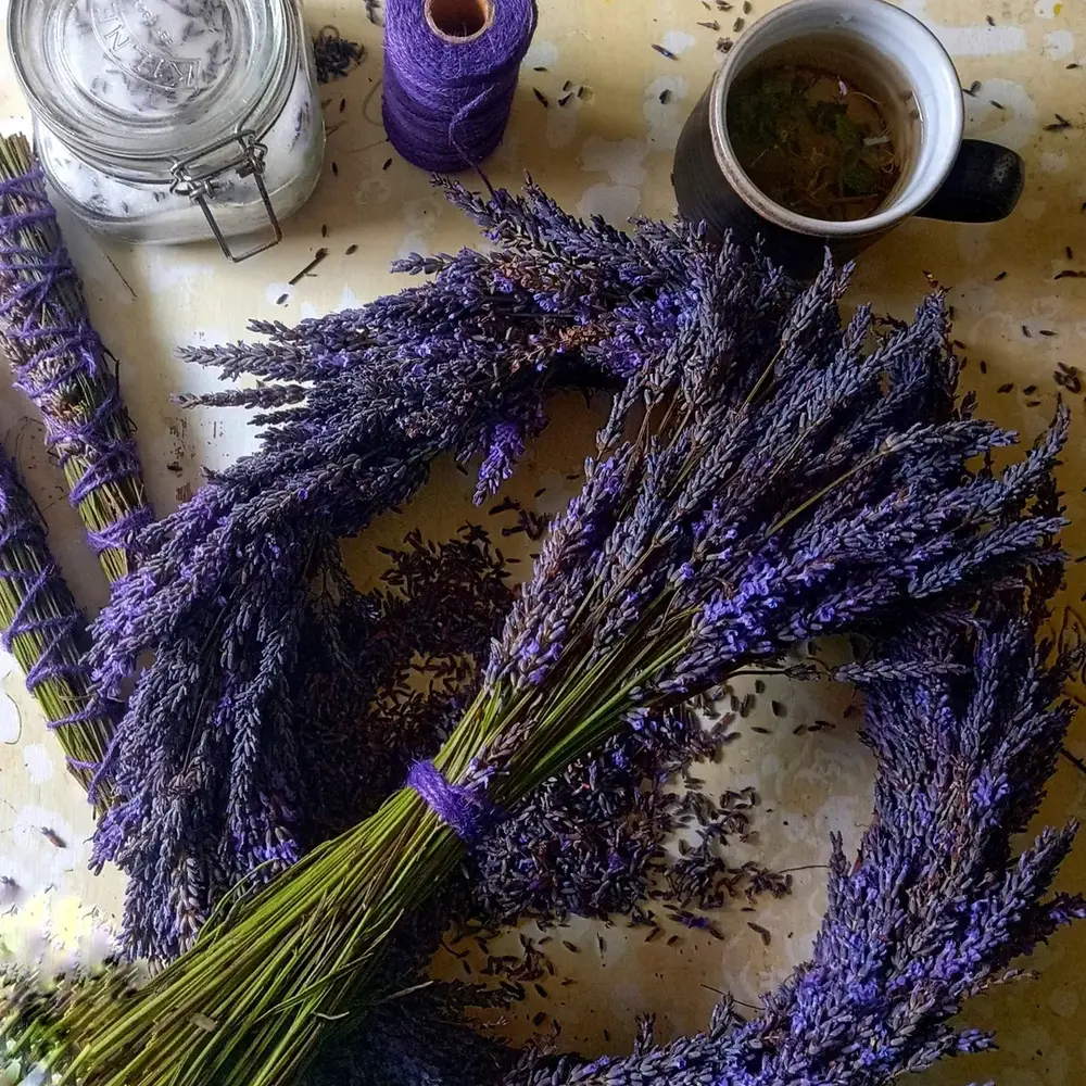 Drying lavender for calming craft Drying lavender for calming craft