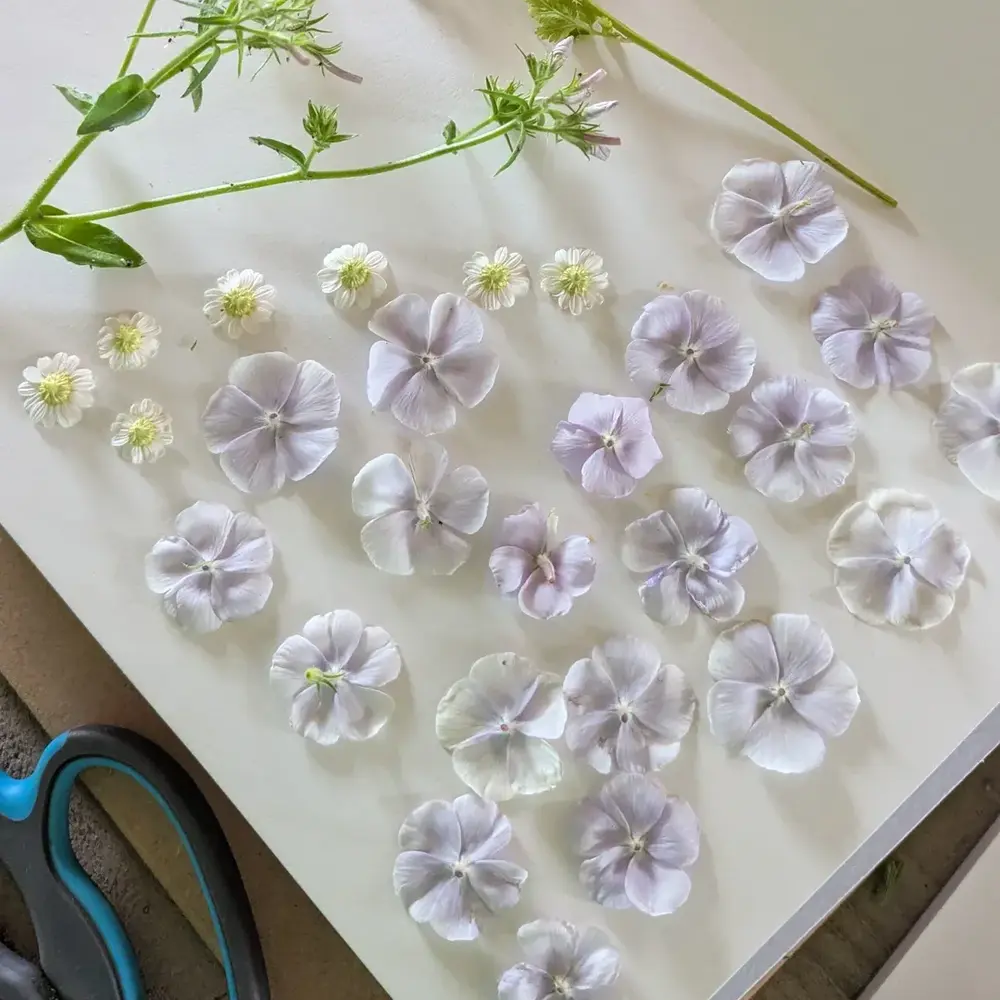 Small flower petals ready to press Small flower petals ready to press