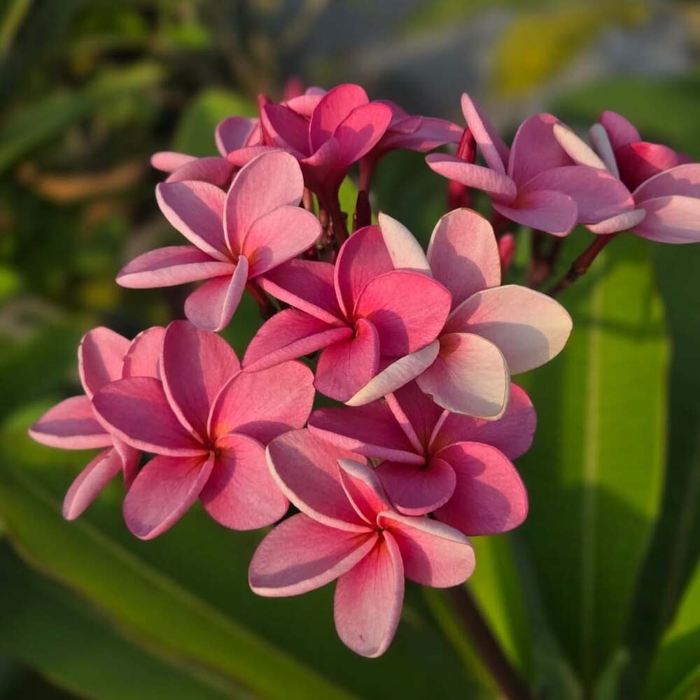 Tropical pink flower close-up Tropical pink flower close-up