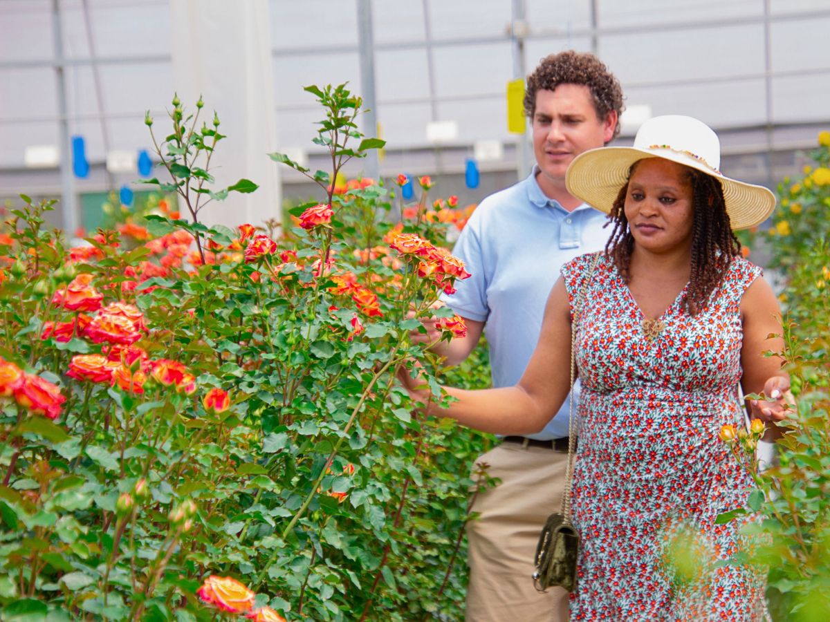 Kenya Flower Festival 2025 at Interplant Roses Kenya Flower Festival 2025 Literally Takes Flowers to the Wild - Thursd Article