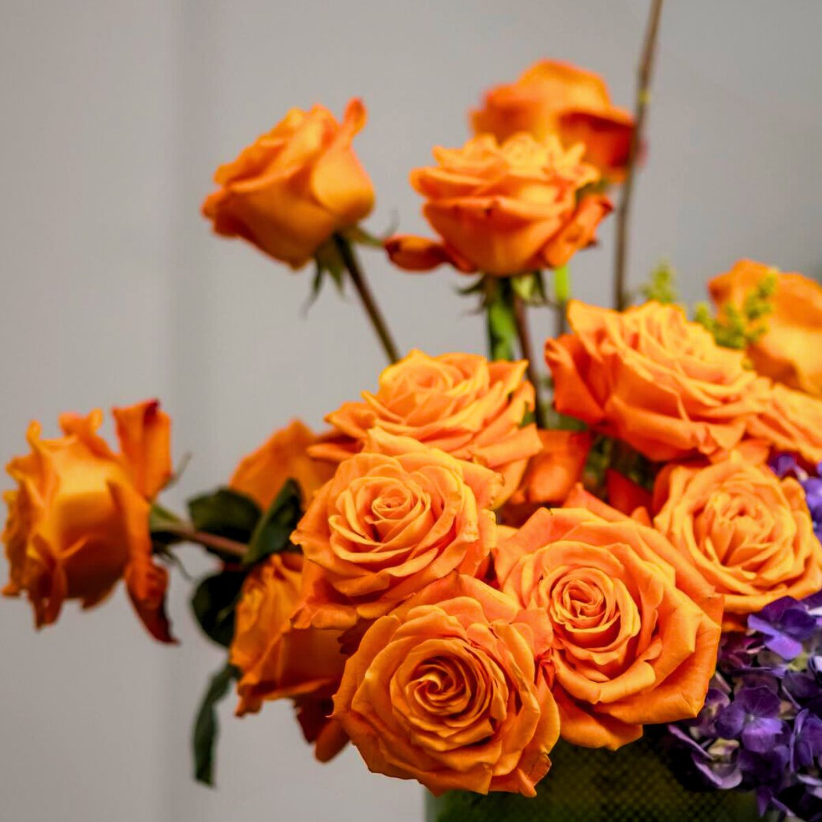 Rose Orange House United Selections Rose Orange House United Selections