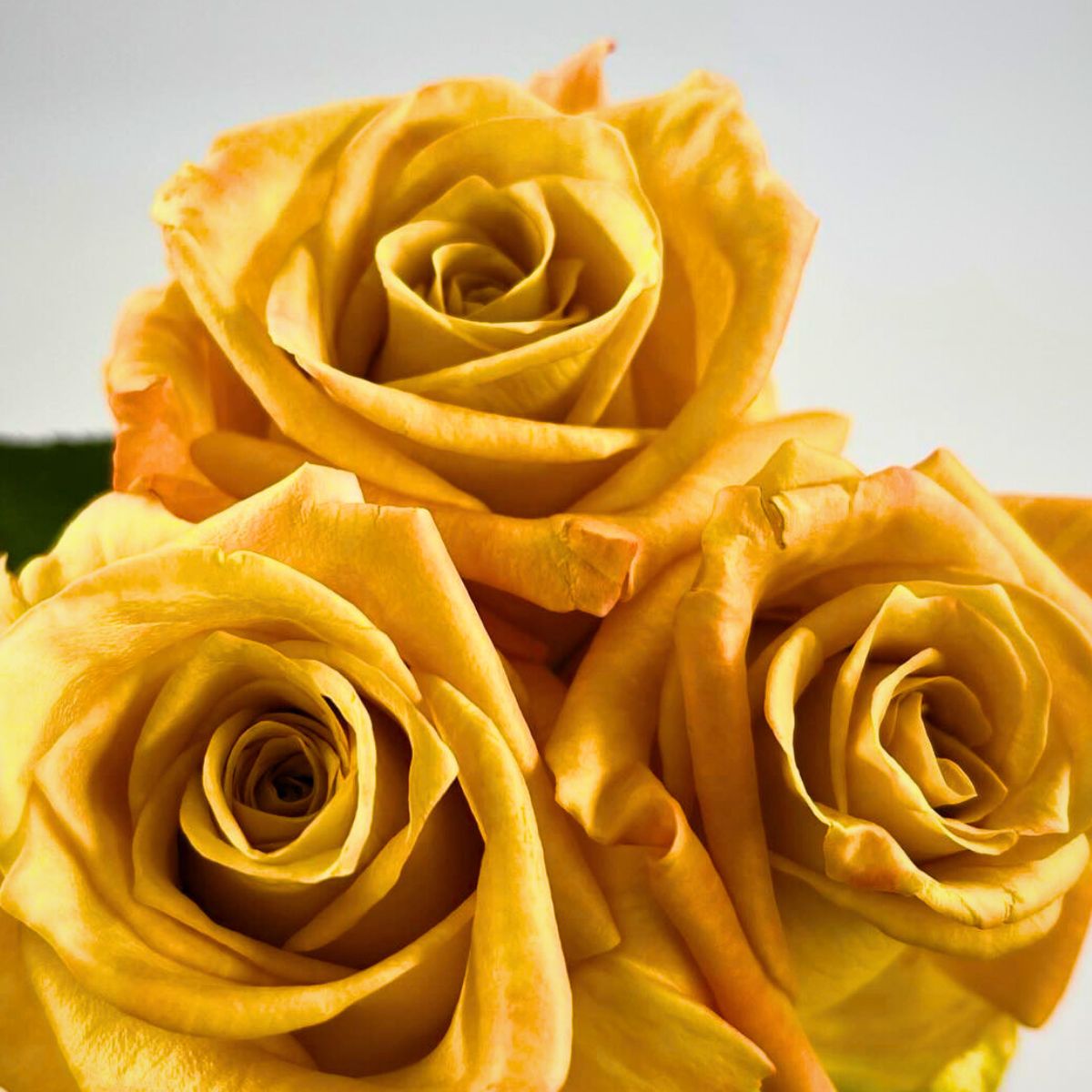 United Selections’ Perfect Roses to Capture the Spirit of the Fall Season in Autumnal Designs - Thursd Article