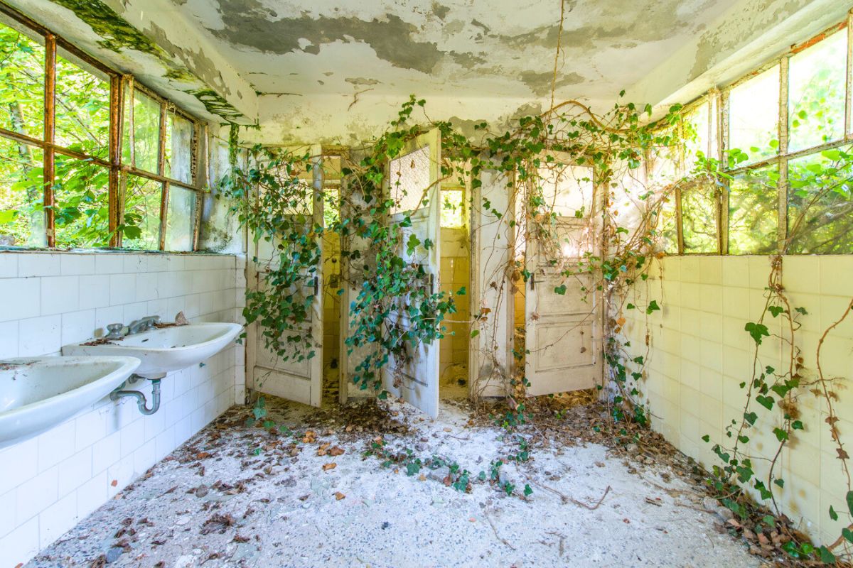 A bathroom with growing vines A bathroom with growing vines