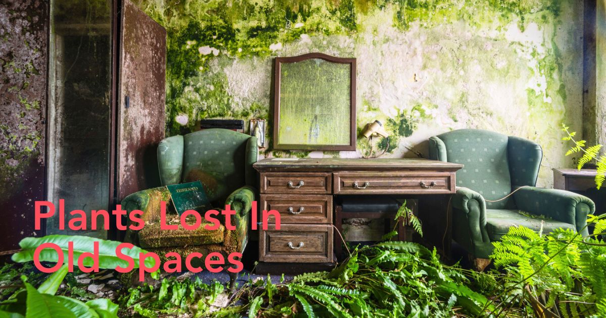 Lost spaces with plants