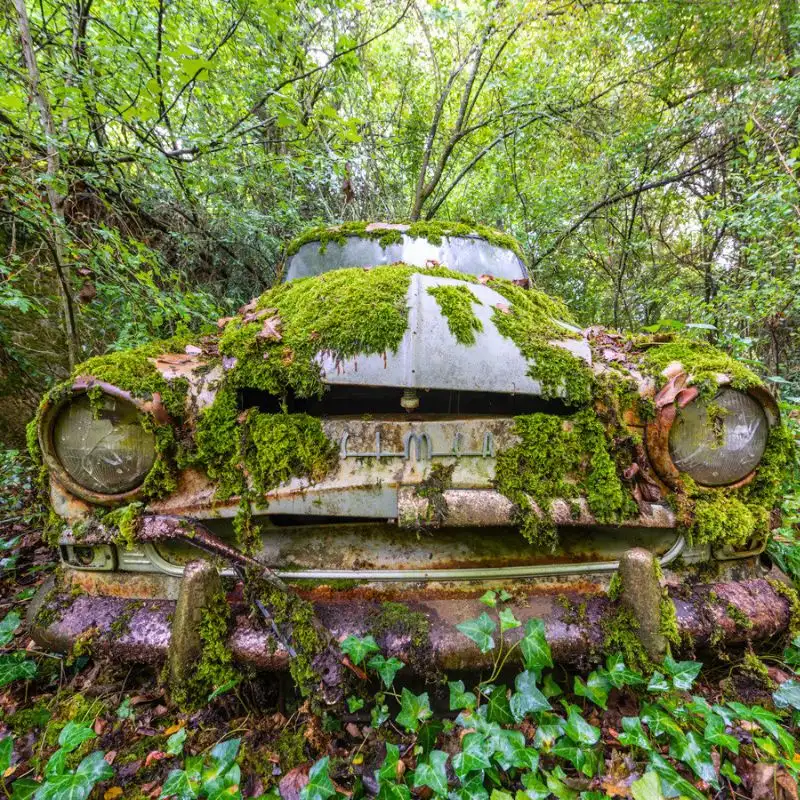 Plants in abandoned place