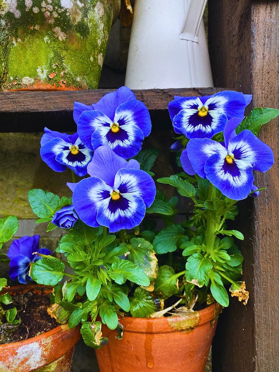 Blue pansies beautiful pansies in a pot