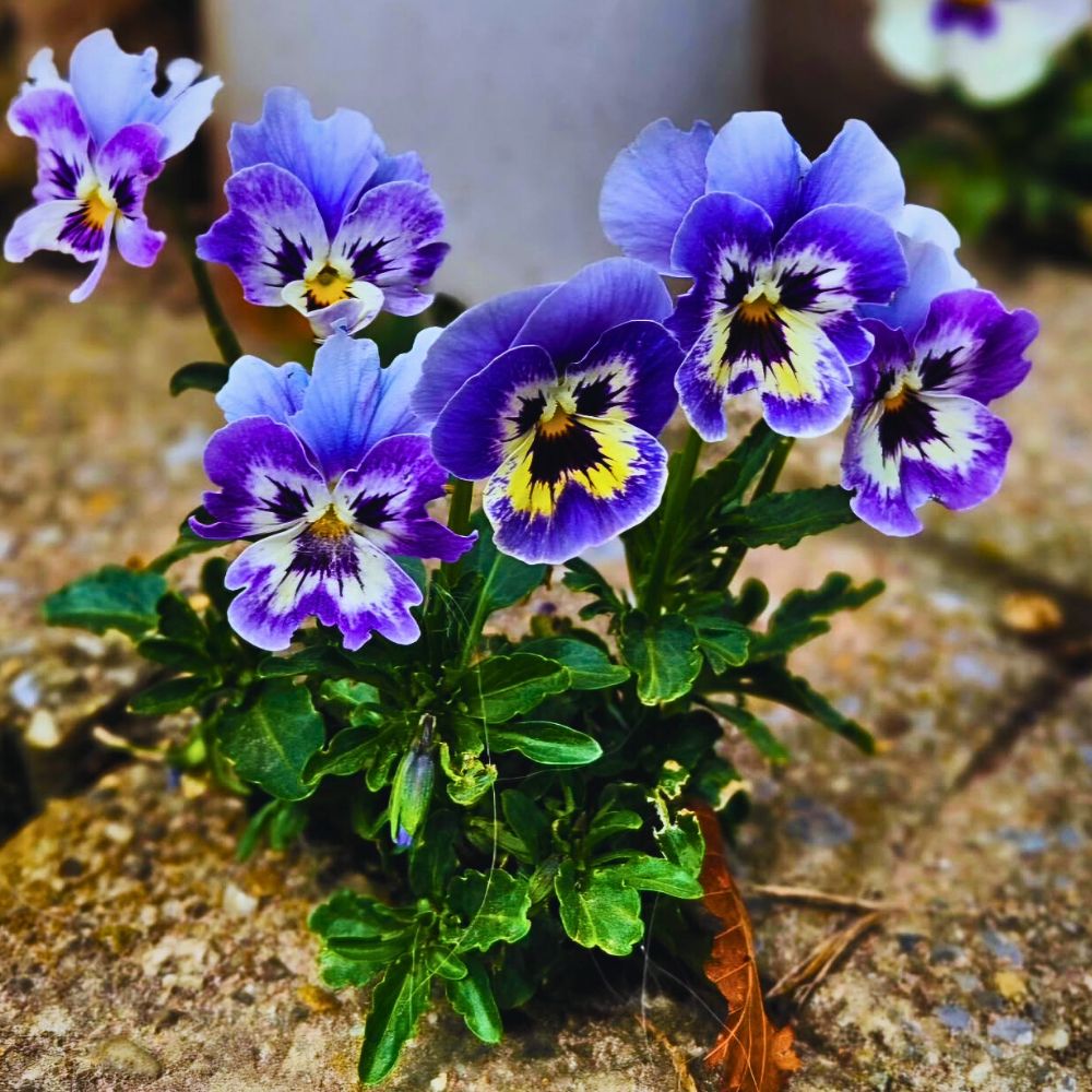 Pansy flowers Typical shades of beauteous pansies in purple, gold, blue 'with tints of rainbow hue'