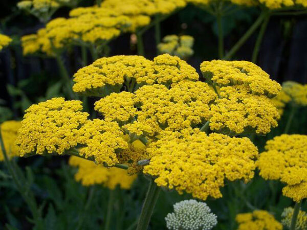 Yellow Flower Meanings Yarrow Article On Thursd