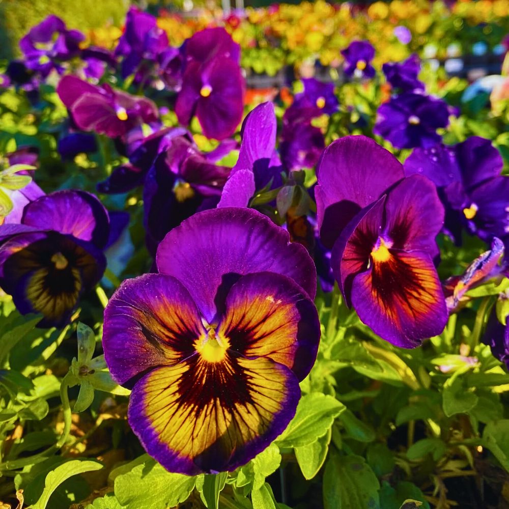 Pansies one of the best ways to do simple winter landscaping is with pansies. Plant them before its gets cold and see with your favourite flower