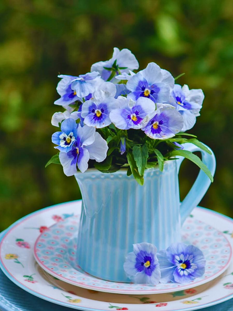 Light-blue colored pansies Light-blue colored pansies