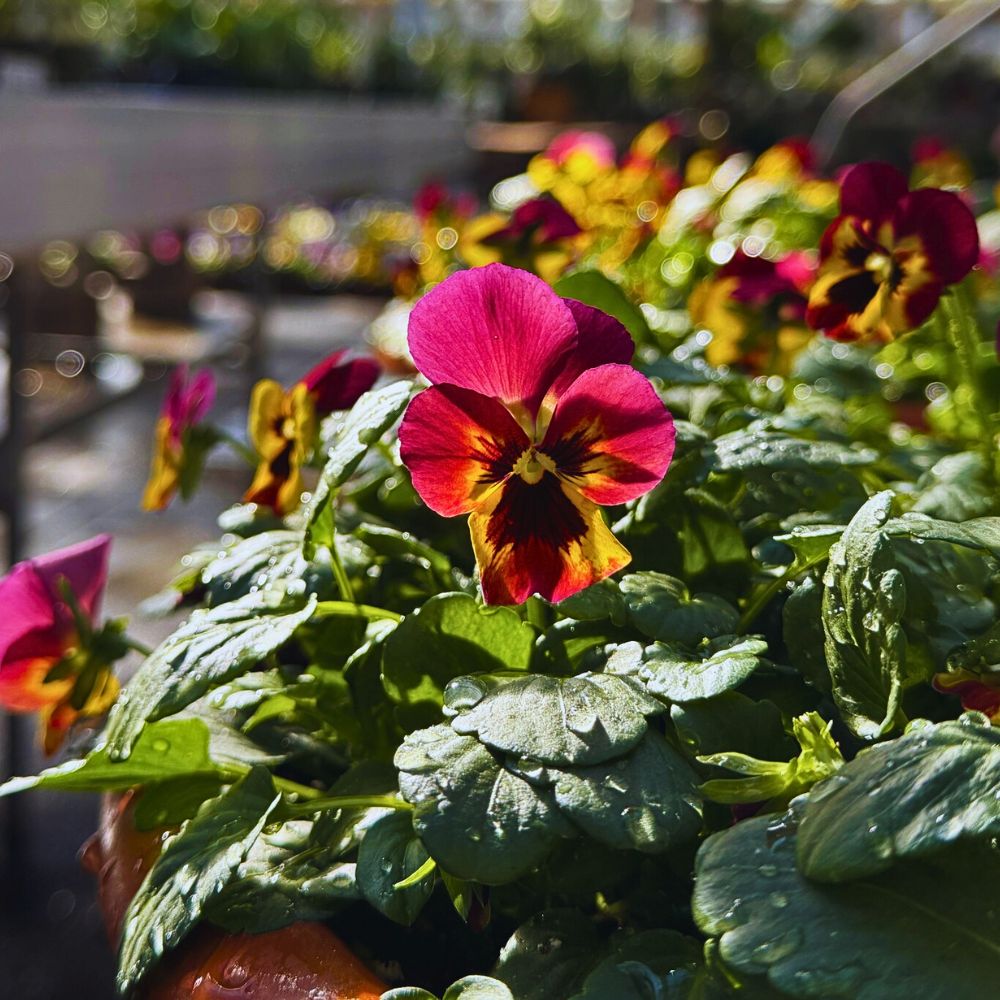 Pansy flower in bloom fresh flowering pansies