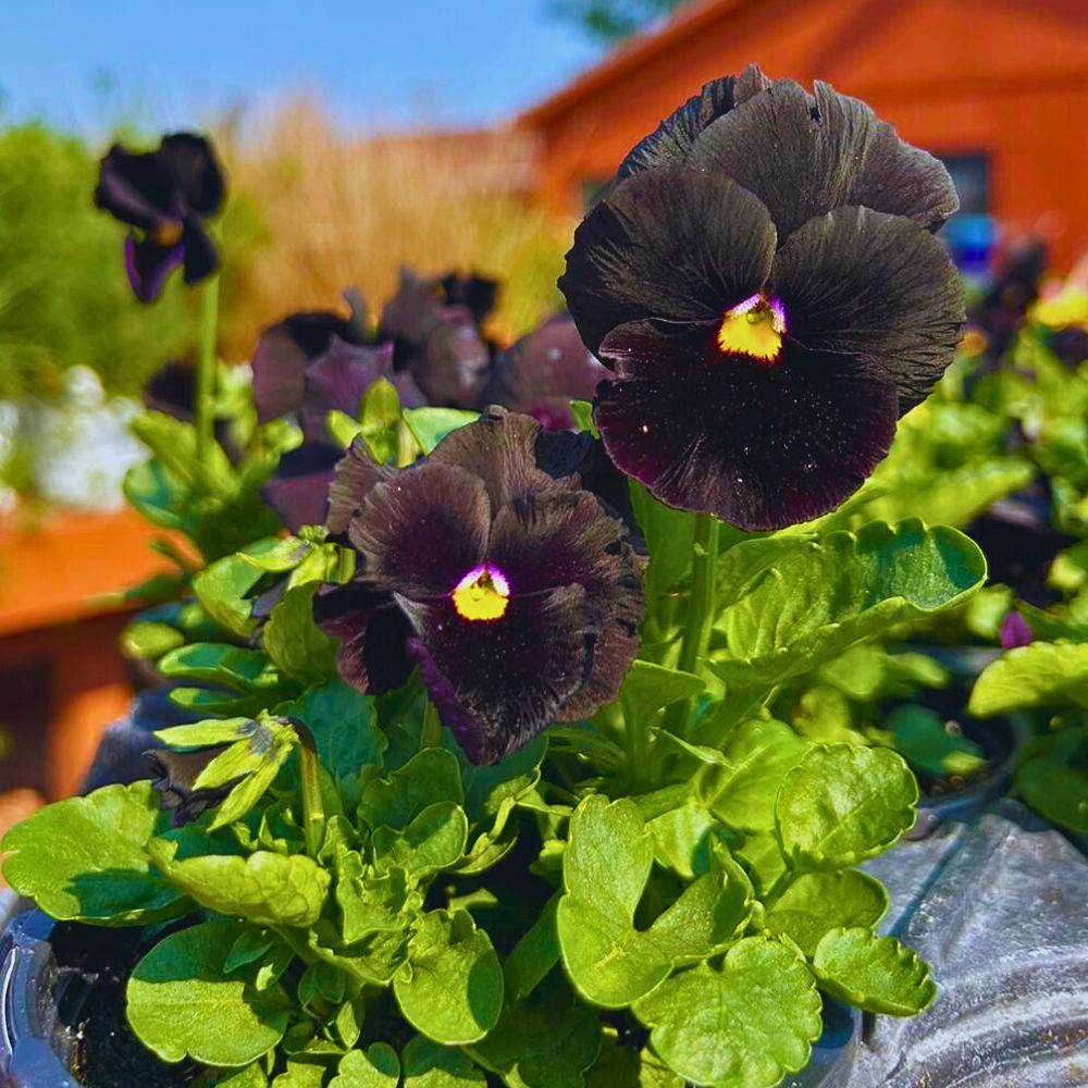 Black pansies fall announces official arrival of pansies - inset: black pansies