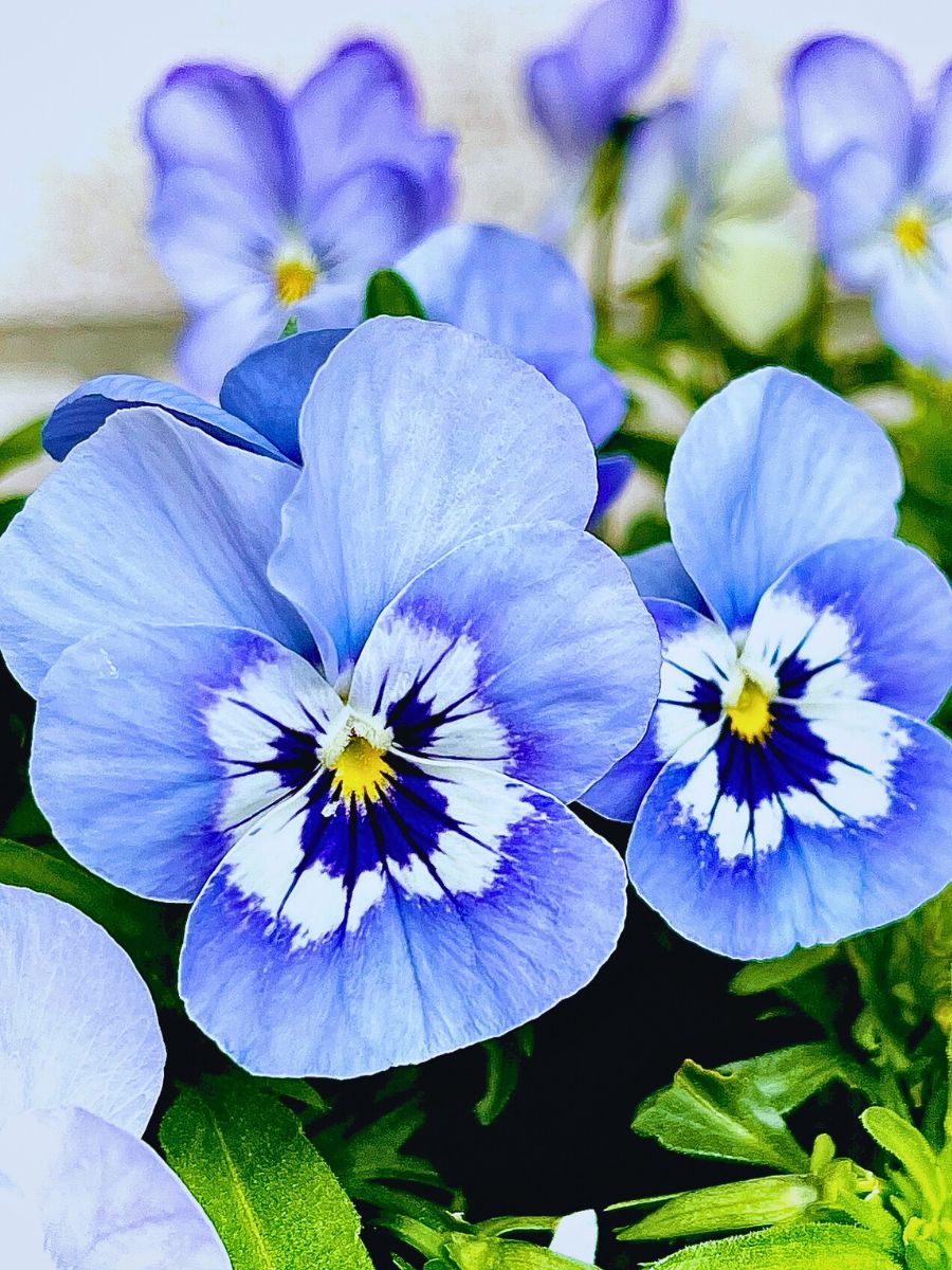 Blue flowered pansies Blue flowered pansies