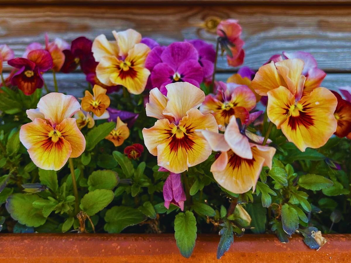 Brown flowered pansies multi-faceted and soft colors of pansy flowers