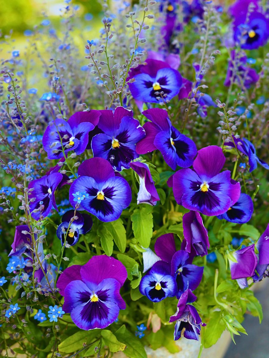 Pansy flowers in bloom pansies flowering outdoors
