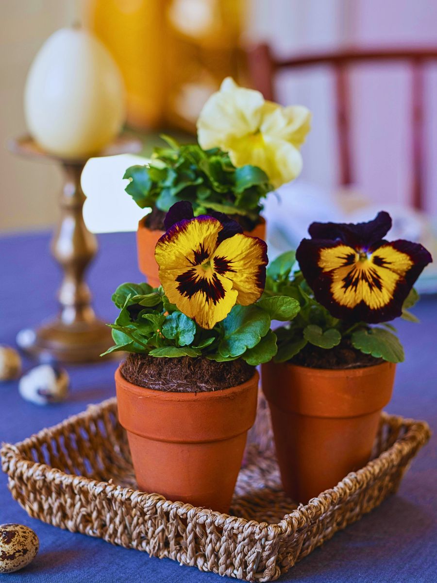 Growing pansies pansies decorated in small pots