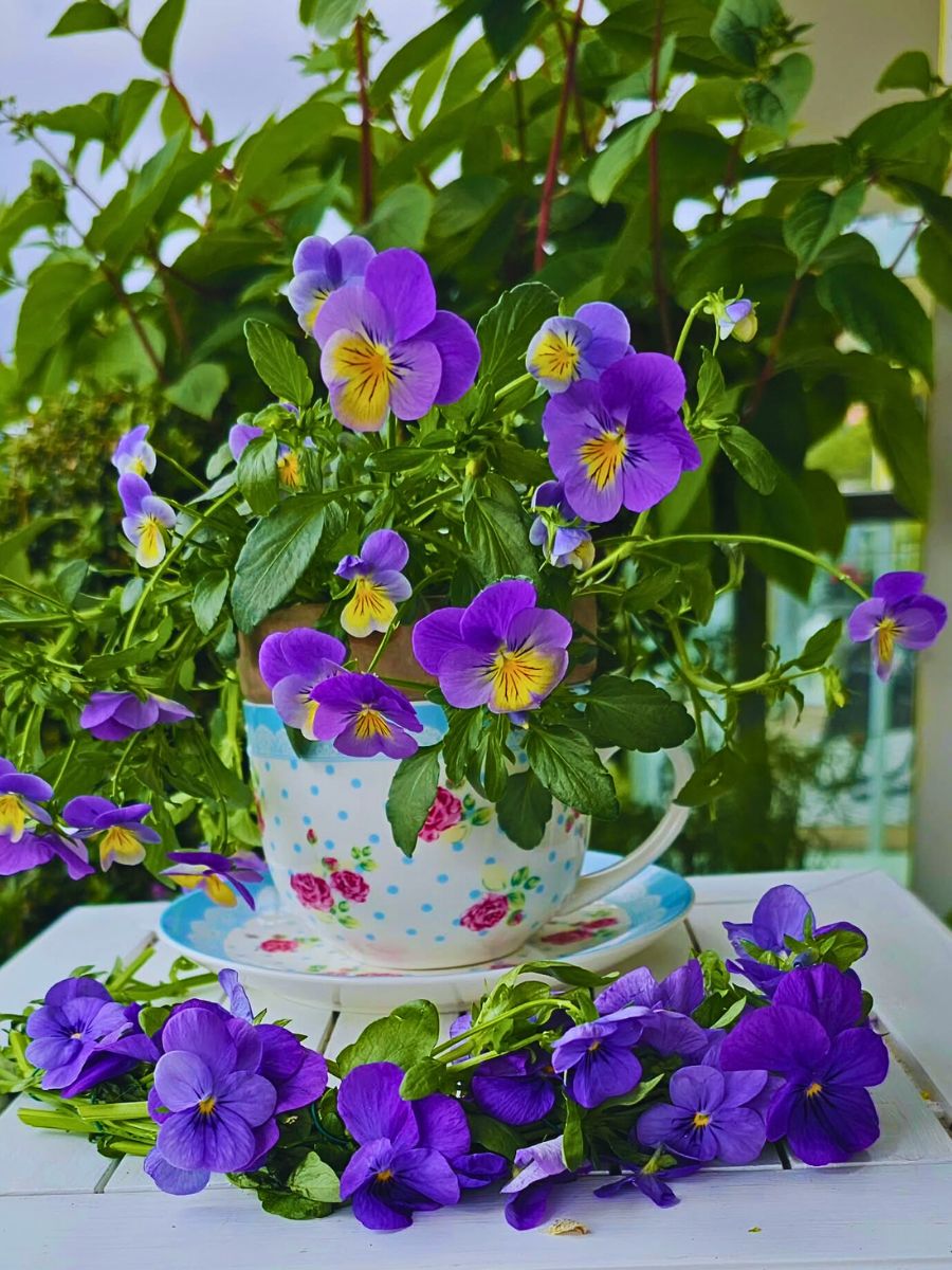 Violet colored pansies Pansy Flower Meaning and Symbolism