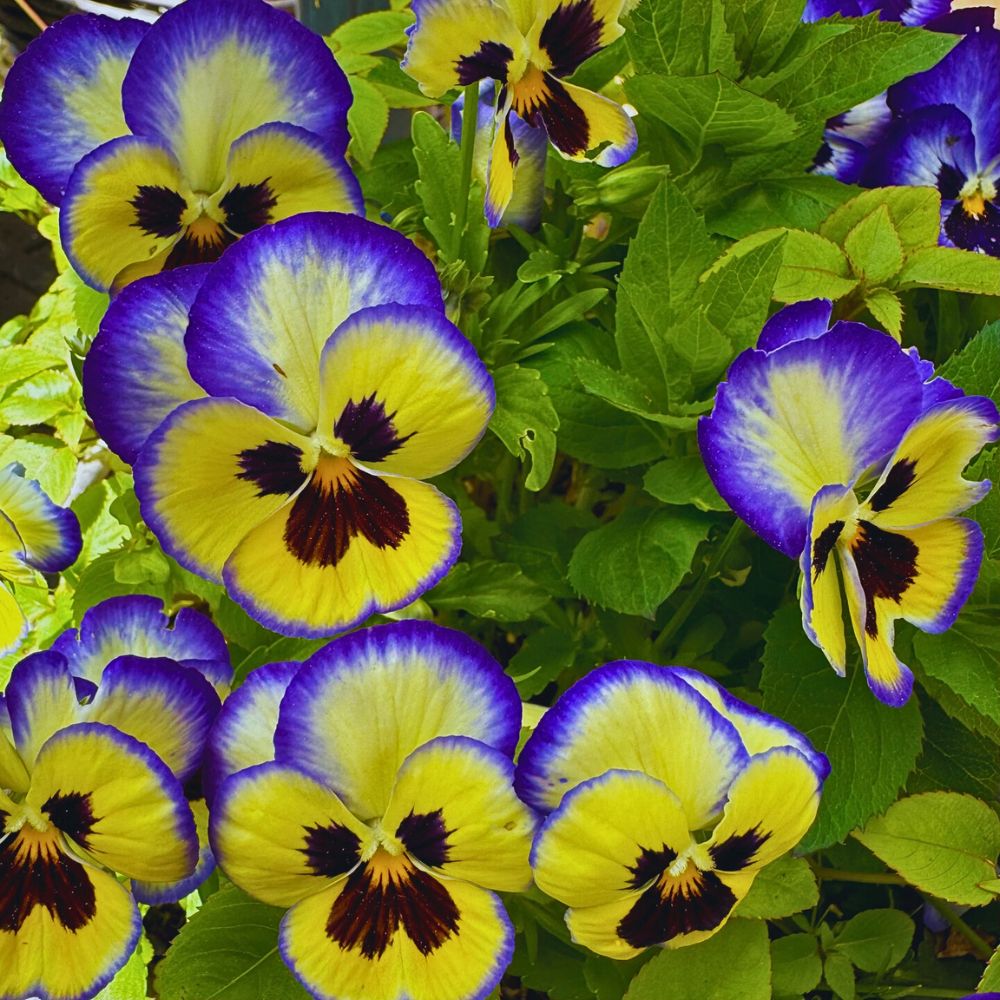 Pansies in varied colors meaning of pansy flowers and its vibrant colors
