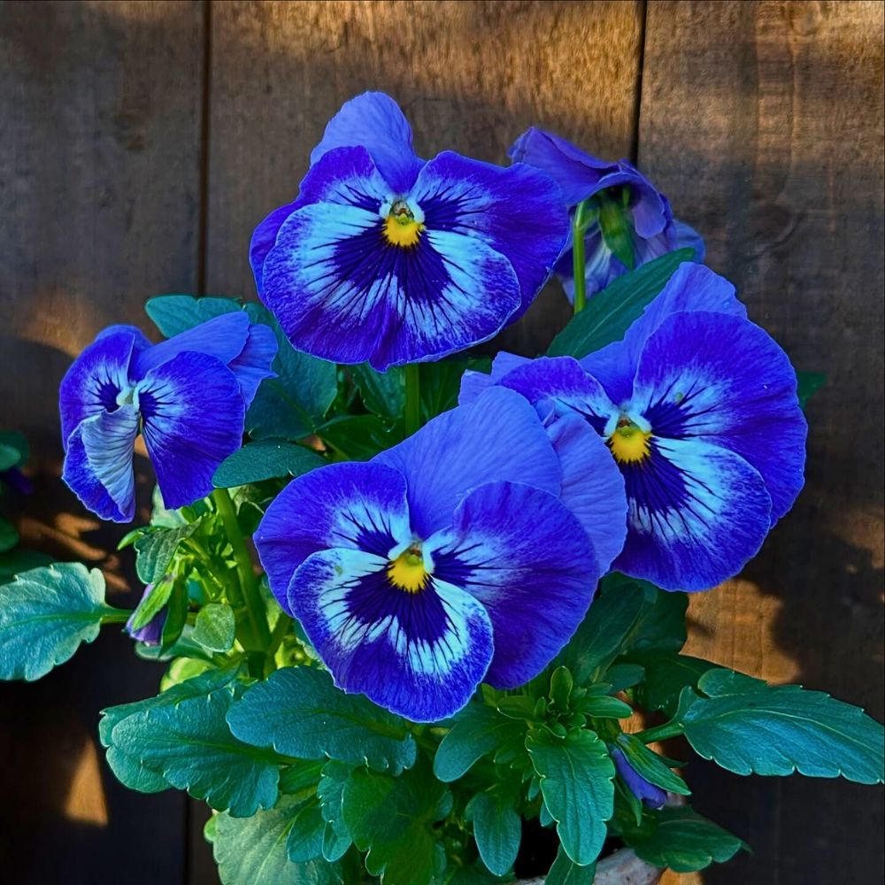 Blue colored pansies Blue pansies with face-like markings
