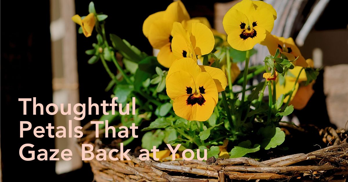 Pansy Flower Meaning: What does the pansy flower mean? - Thursd Article