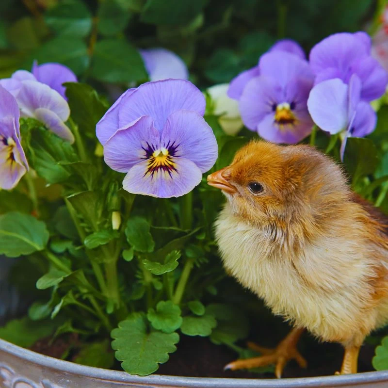 Pansy Flower Meaning: What does the pansy flower mean? - Thursd Article
