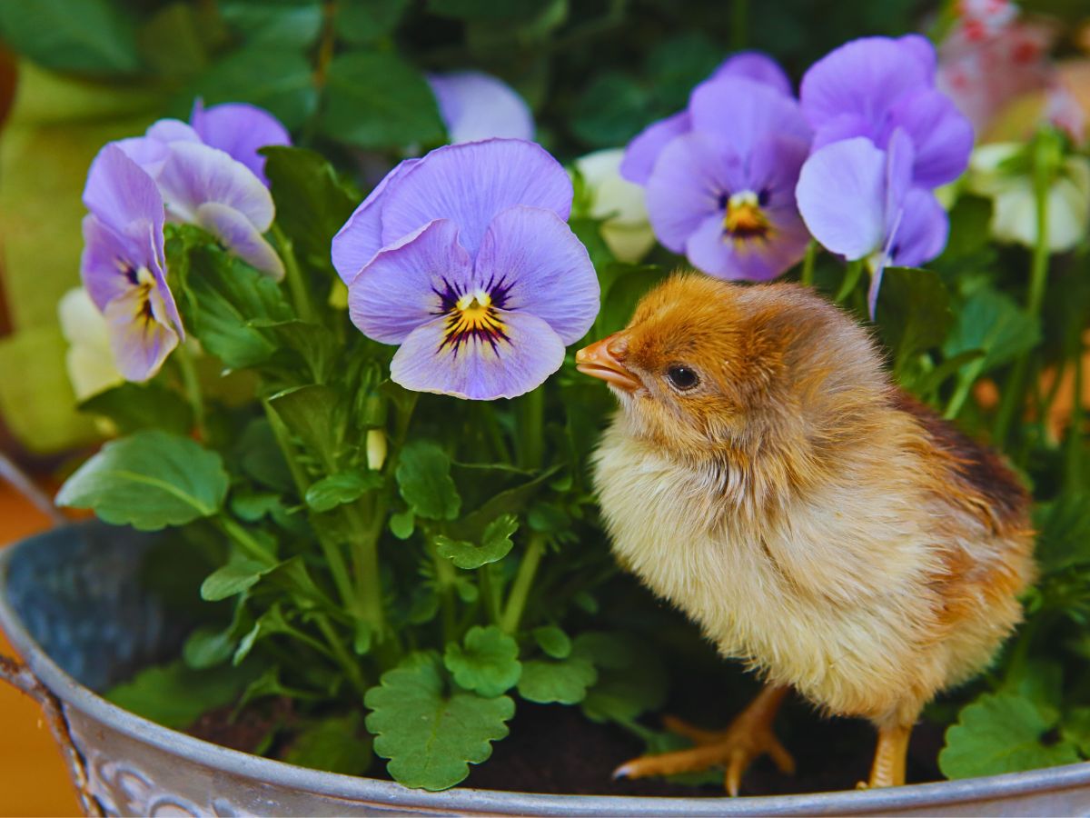 Chick with pansy flowers