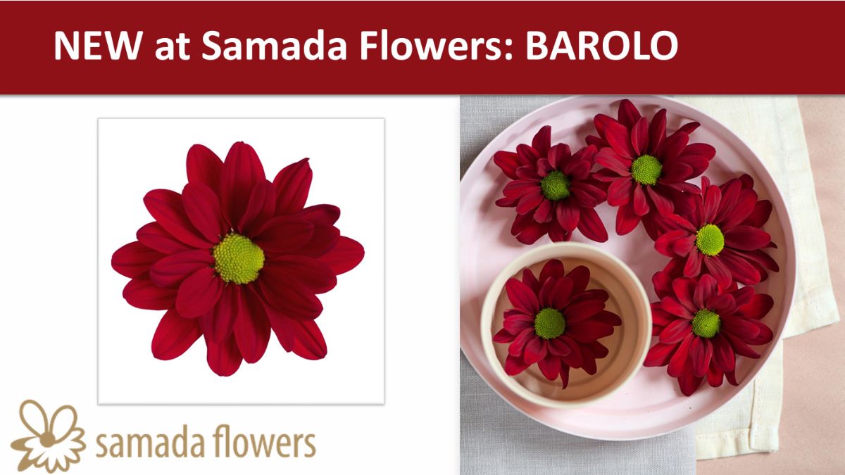 Crysanthemum Barolo by Samada Flowers