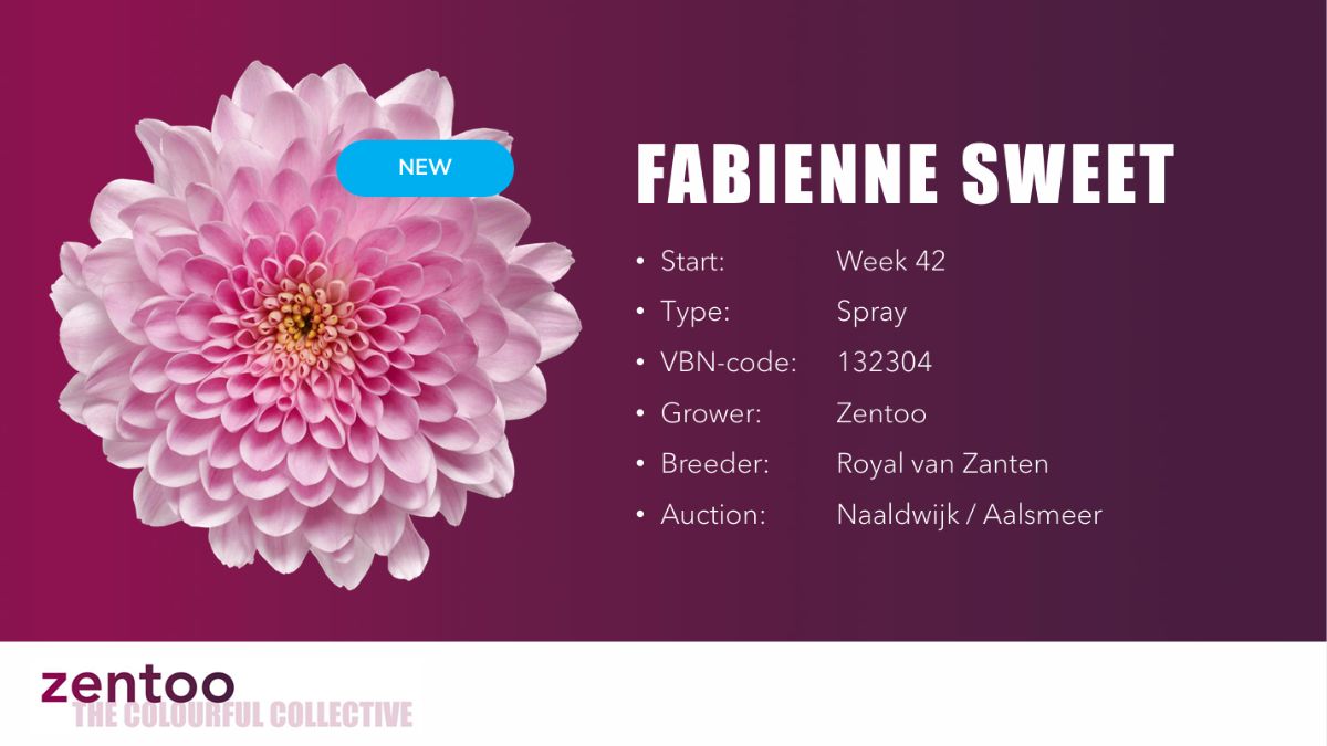 Crysanthemum Fabienne Sweet by Zentoo