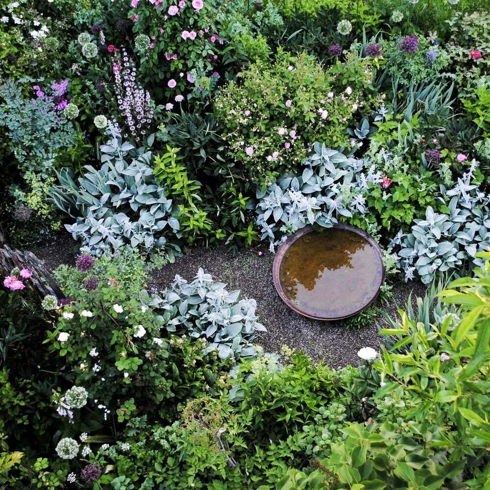 Lush garden with green and lilac plants Lush garden with green and lilac plants