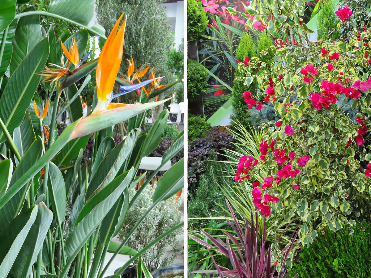 LIF 2025 Strelitzia