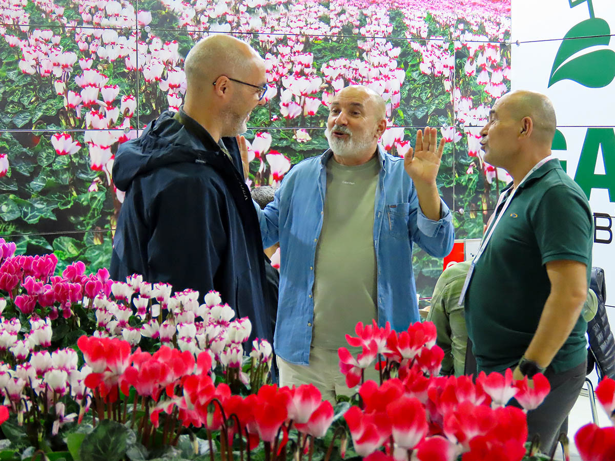 LIF 2025 Gaye cyclamen