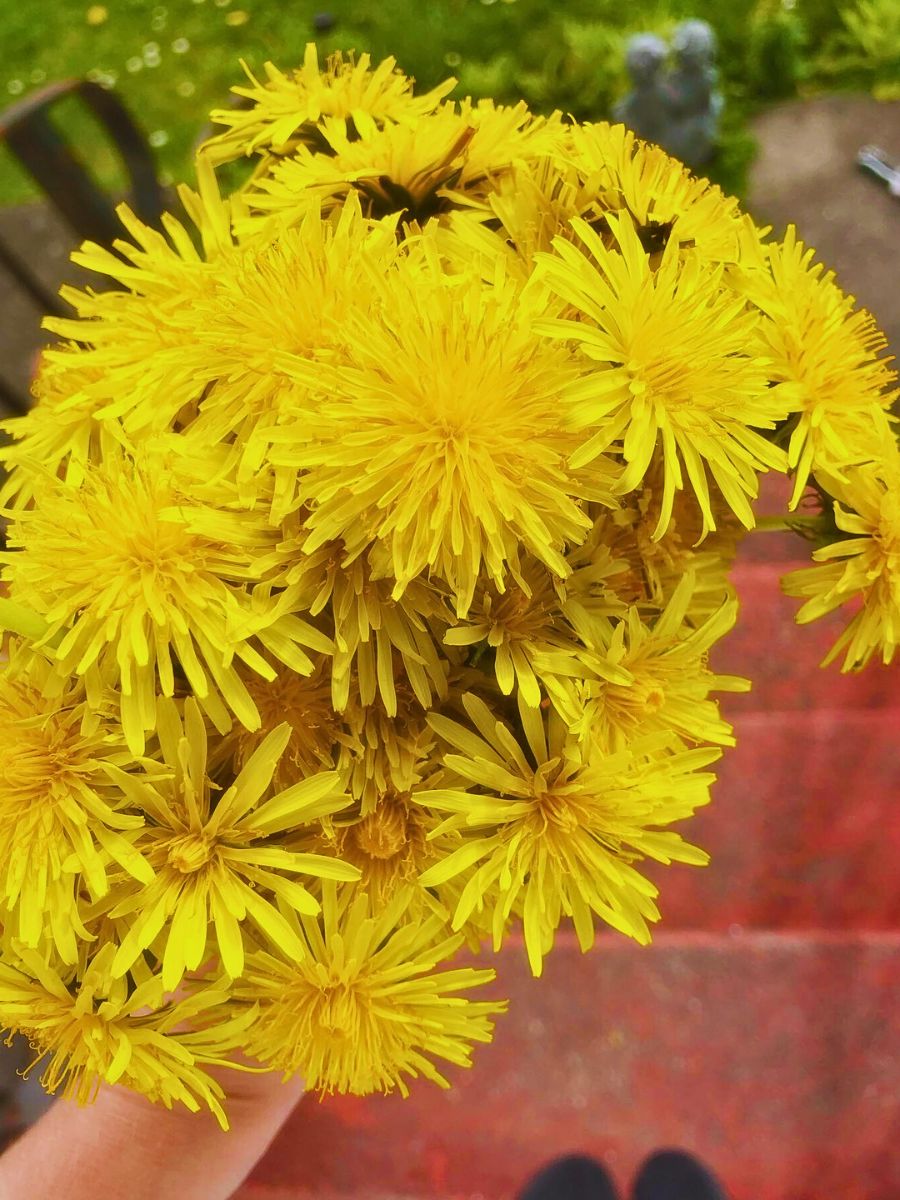 Dandelion yellow dandelions