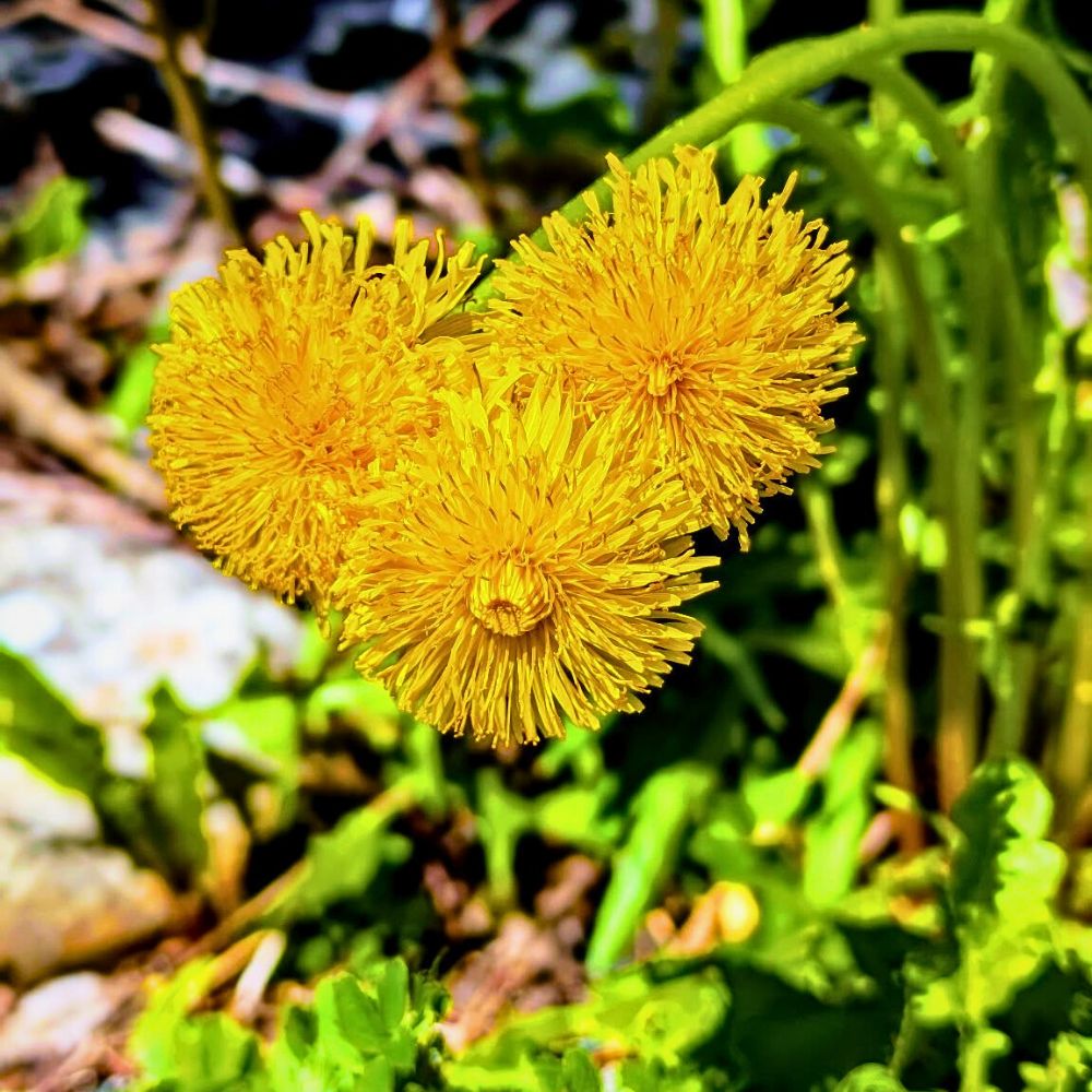 Dandelions Carnation and Dandelion as Sagittarius Zodiac Flowers