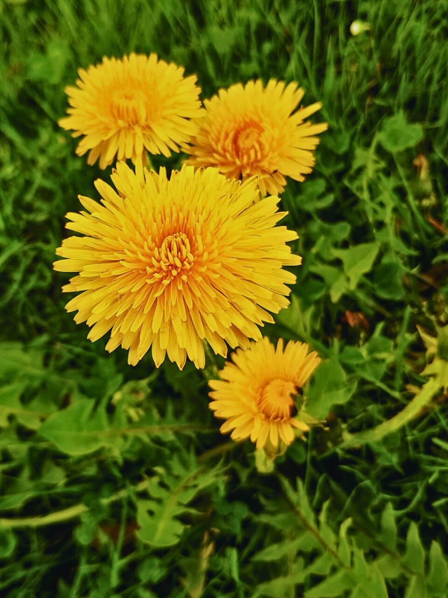 Dandelions the yellow of the dandelions is a symbol of energy, while the green in the background represents the balance of nature (and of the photograph)