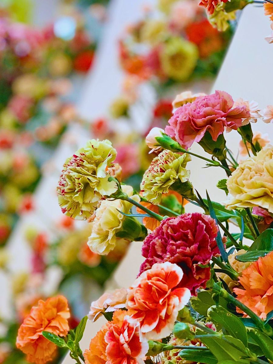 Carnations orange carnations - one of the flowers that represents the star sign Sagittarius. Orange is also associated with people with strong communication and the ones who are social butterflies