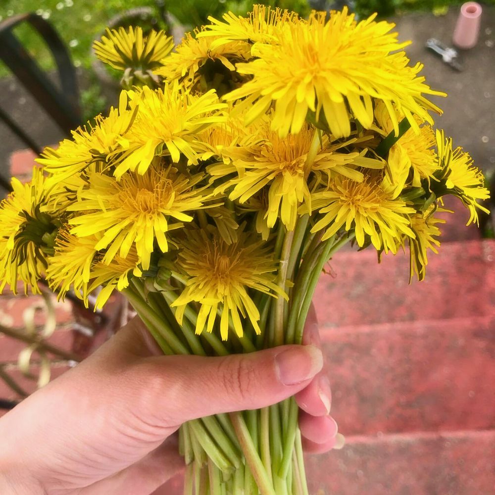 Dandelion dandelions is the other bloom that represents the zodiac sign Sagittarius