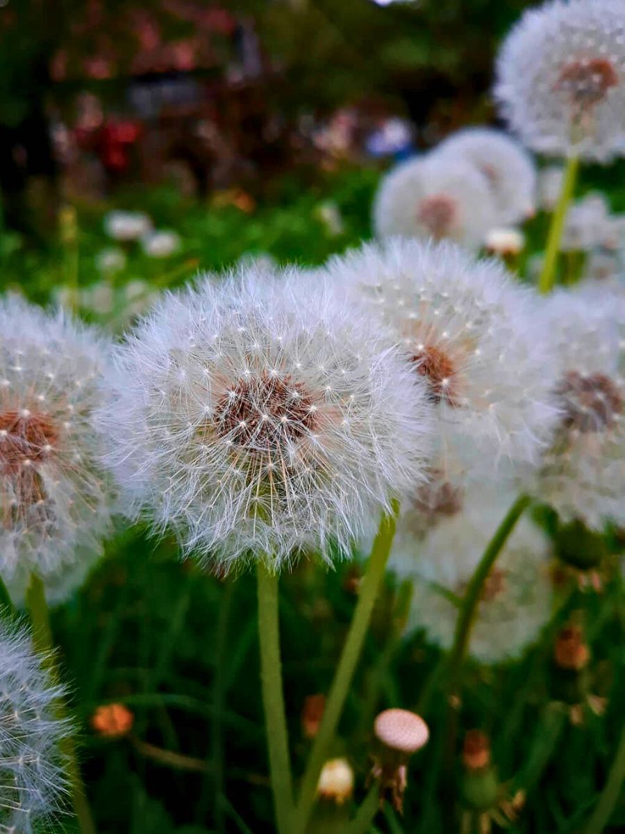 Dandelion closeup of a dandelion flower