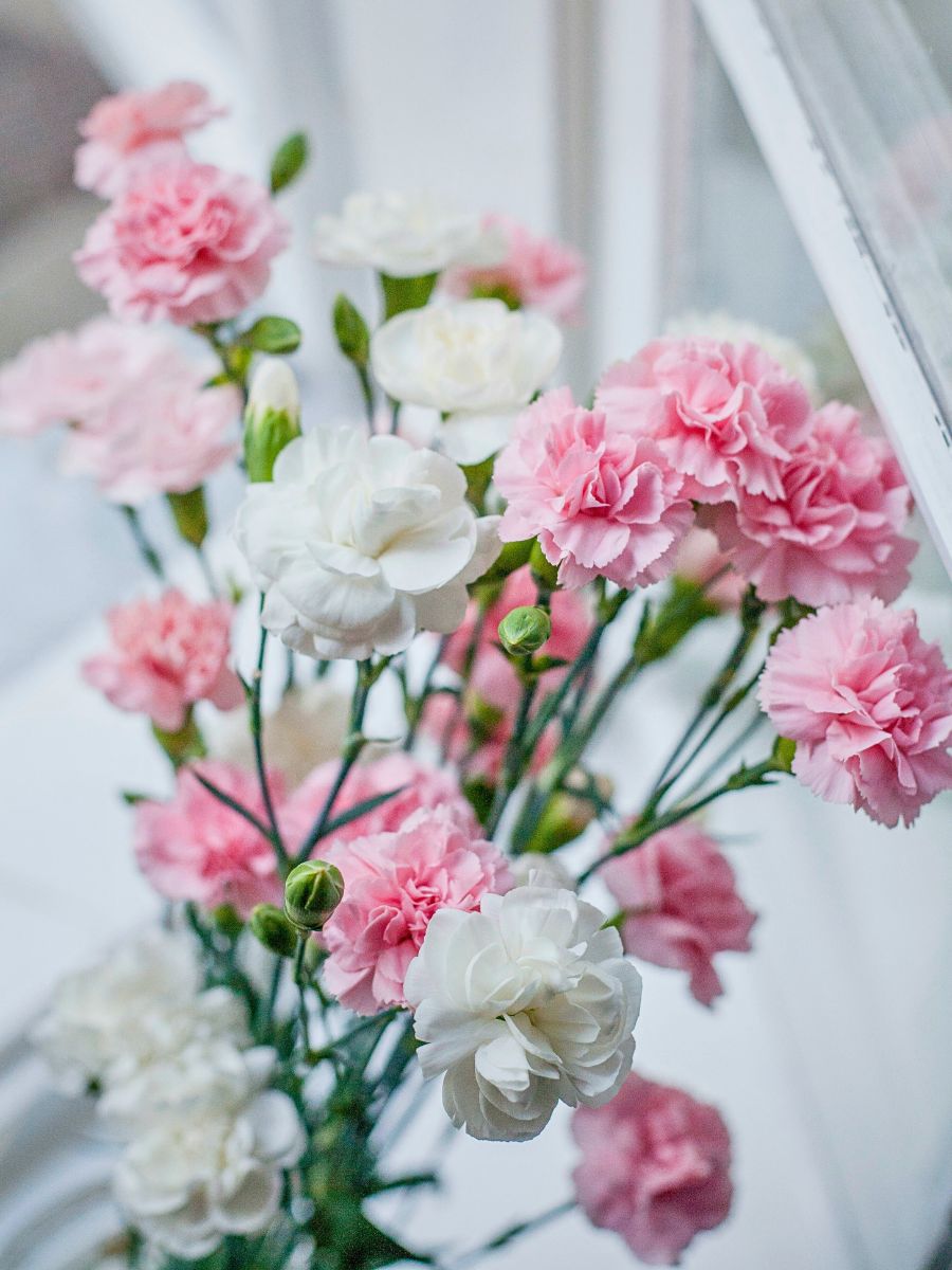 Carnation carnations in a floral setting