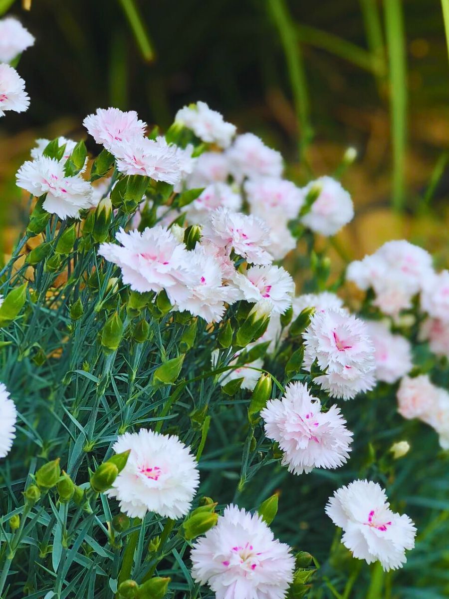 Garden carnations carnations growing in a garden