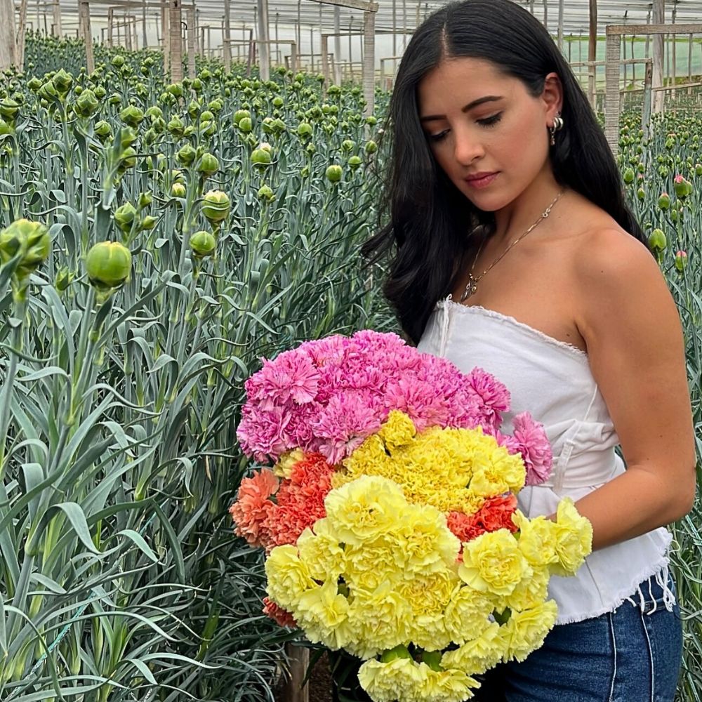 Carnation woman in a greenhouse carnation farm posing while holding a bouquet of carnations