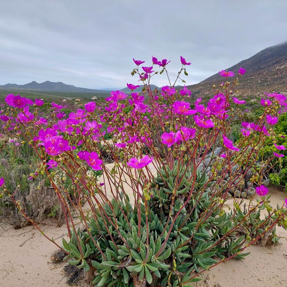 Wildflowers Atacama’s Rare Floral Spectacle When the World’s Driest Desert Comes Into Bloom