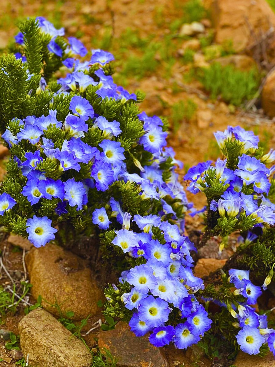 Desert flowers Atacama’s Rare Floral Spectacle When the World’s Driest Desert Comes Into Bloom