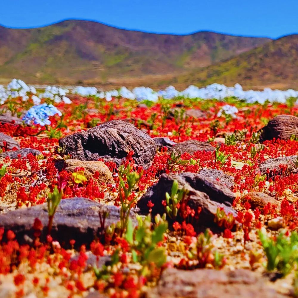 Atacama desert wildflowers Atacama’s Rare Floral Spectacle When the World’s Driest Desert Comes Into Bloom