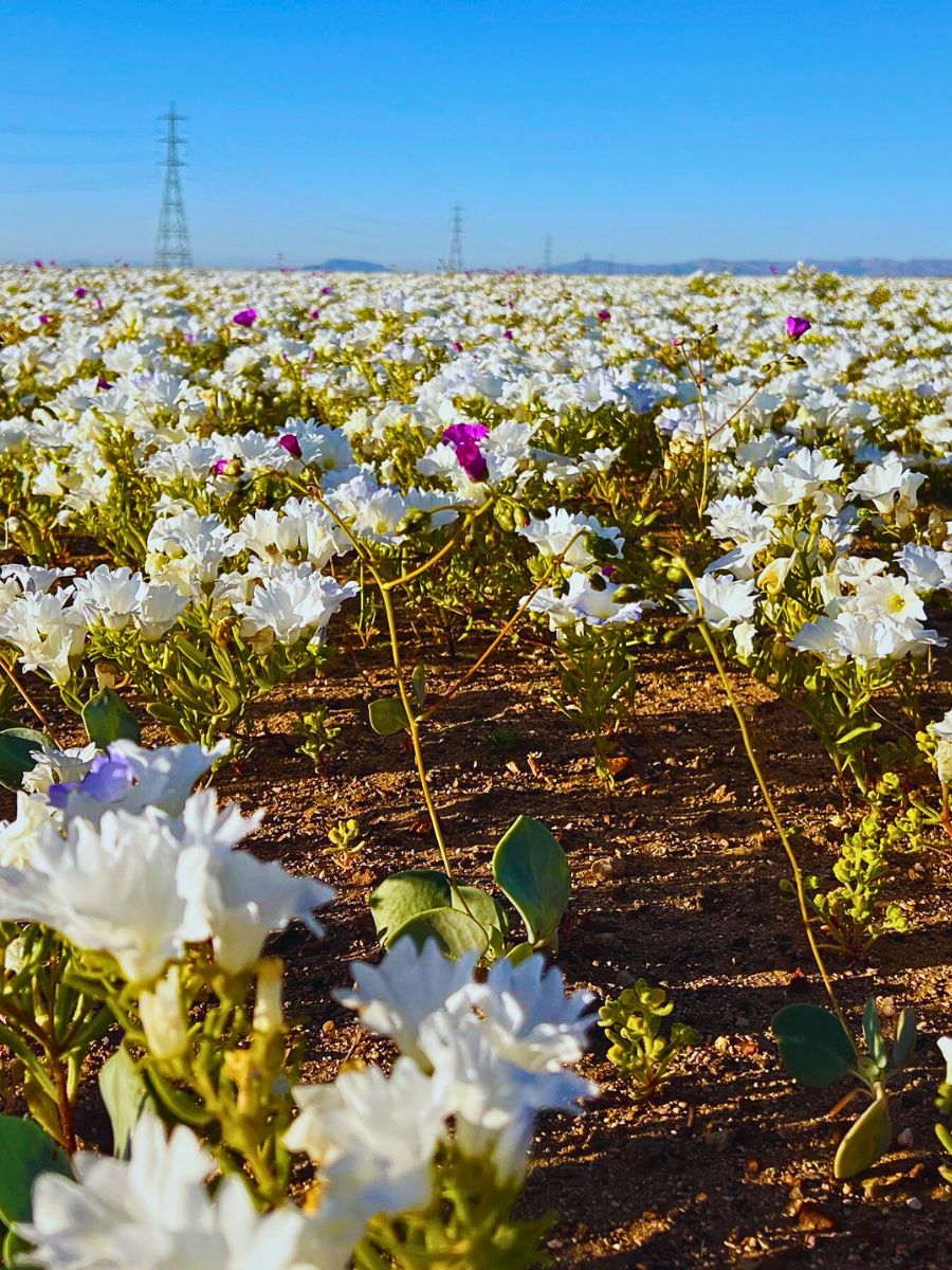 White wildflowers Atacama’s Rare Floral Spectacle When the World’s Driest Desert Comes Into Bloom