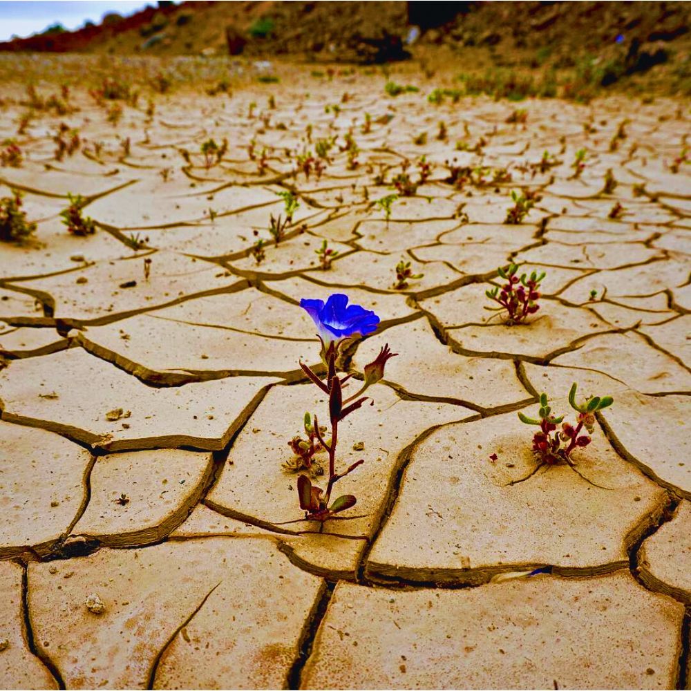 Germinating desert wildflowers Atacama’s Rare Floral Spectacle When the World’s Driest Desert Comes Into Bloom - Thursd Article