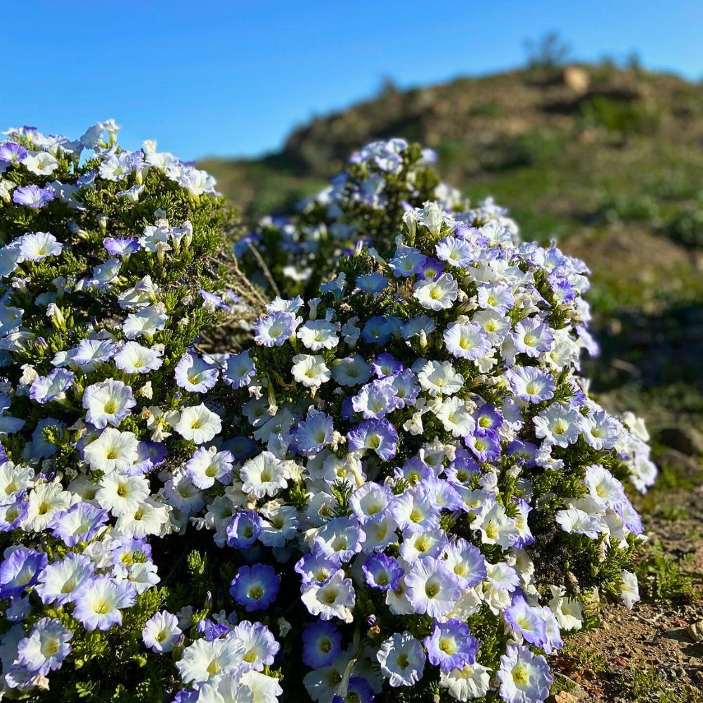 Wildflowers in the desert Atacama’s Rare Floral Spectacle When the World’s Driest Desert Comes Into Bloom - Thursd Article